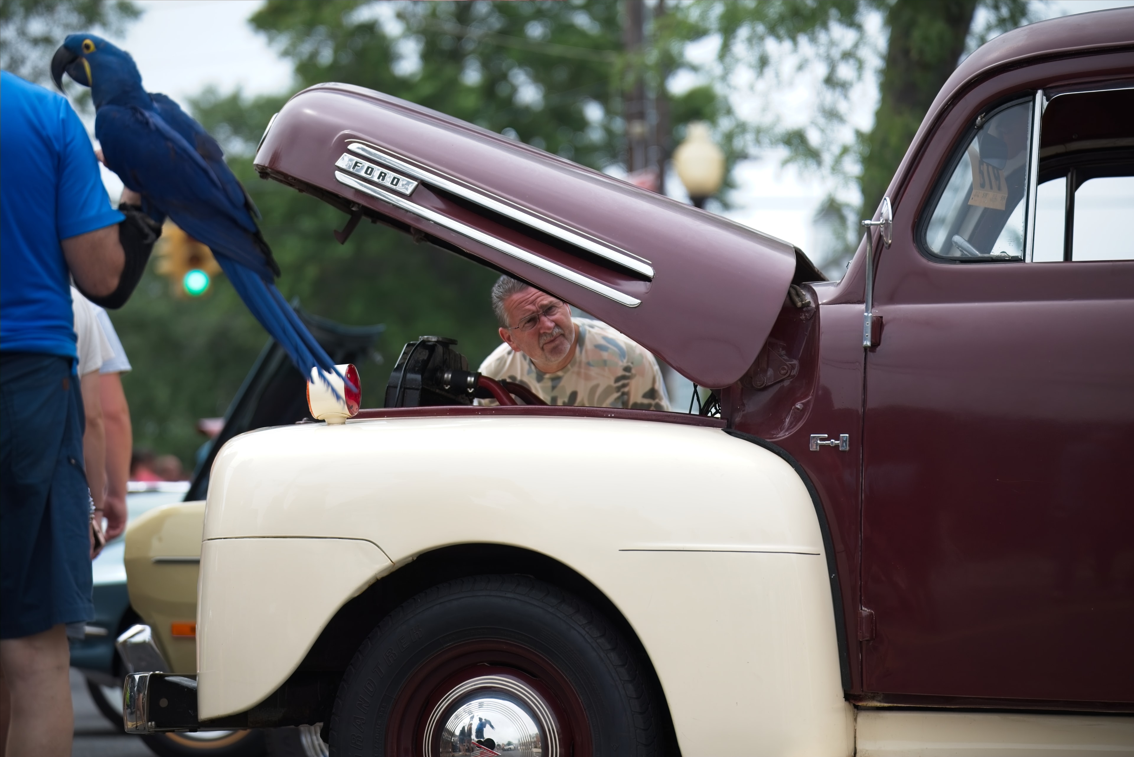 Blue macaw perched on a vintage Ford truck hood while a man peers at the engine